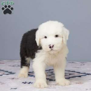 Bruce, Old English Sheepdog Puppy